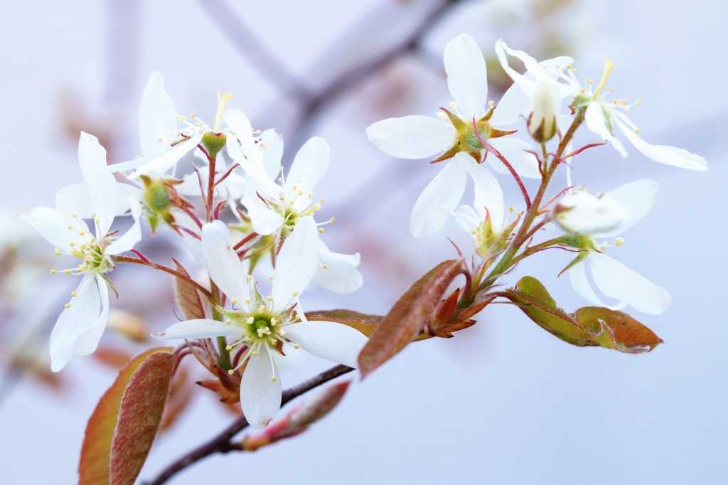Amelanchier lamarckii