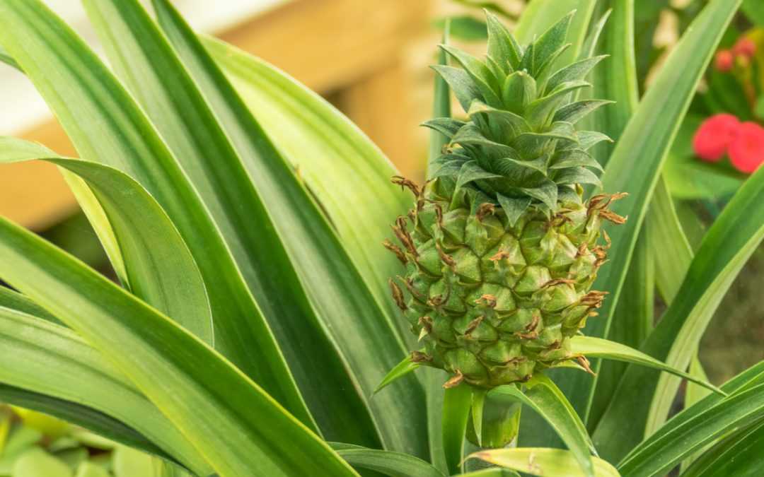 8 Zimmerpflanzen für dunkle Räume