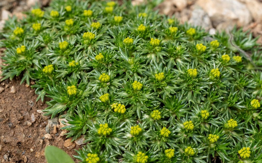 9 Bodendecker, die schnellwachsend und anspruchslos perfekt in Ihren Garten passen!