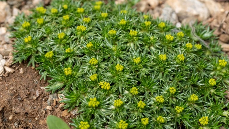 Andenpolster Pflege So pflegen Sie die robuste Gartenschönheit