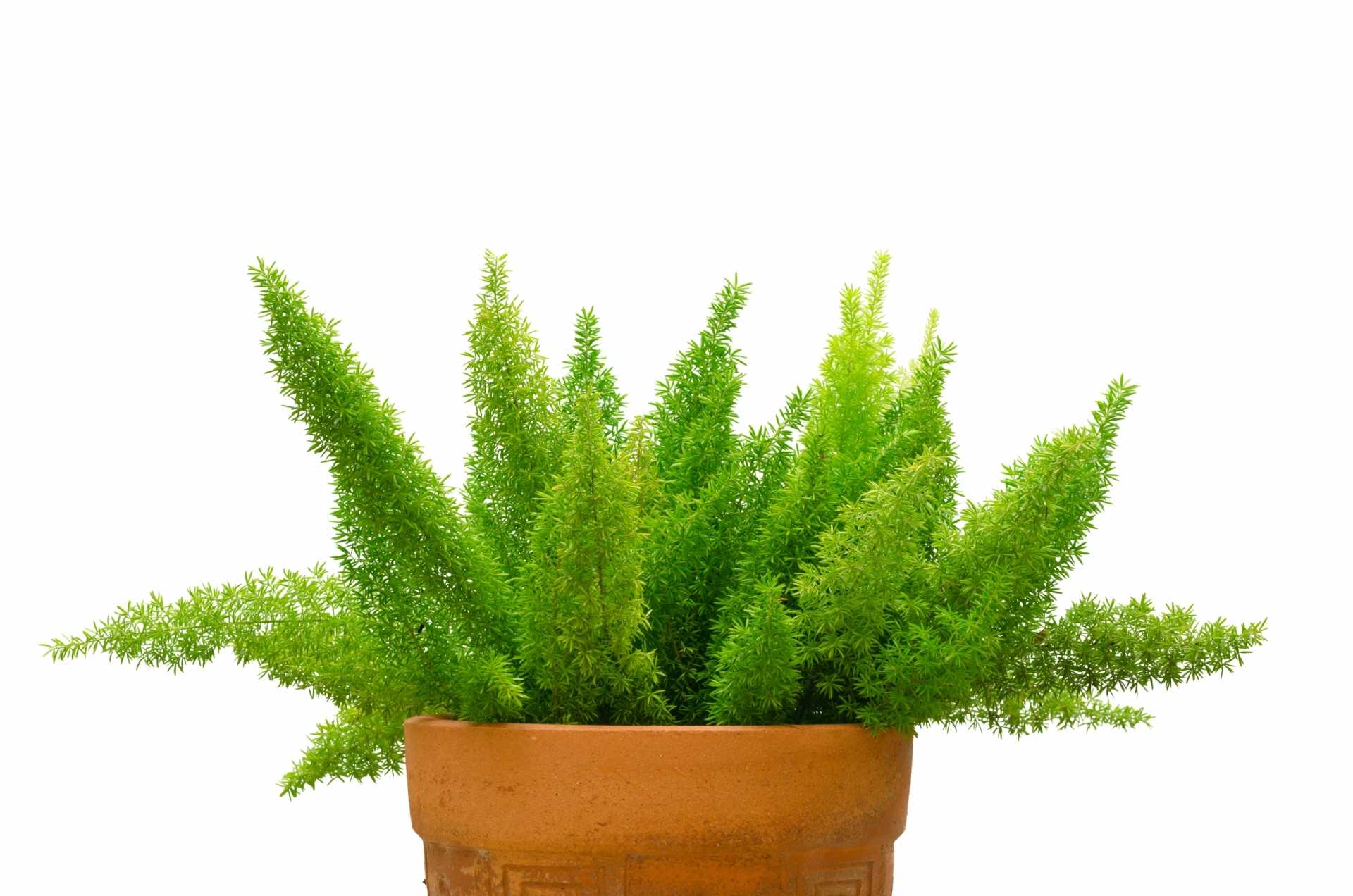 17 pflegeleichte Hängepflanzen für einen Sommer