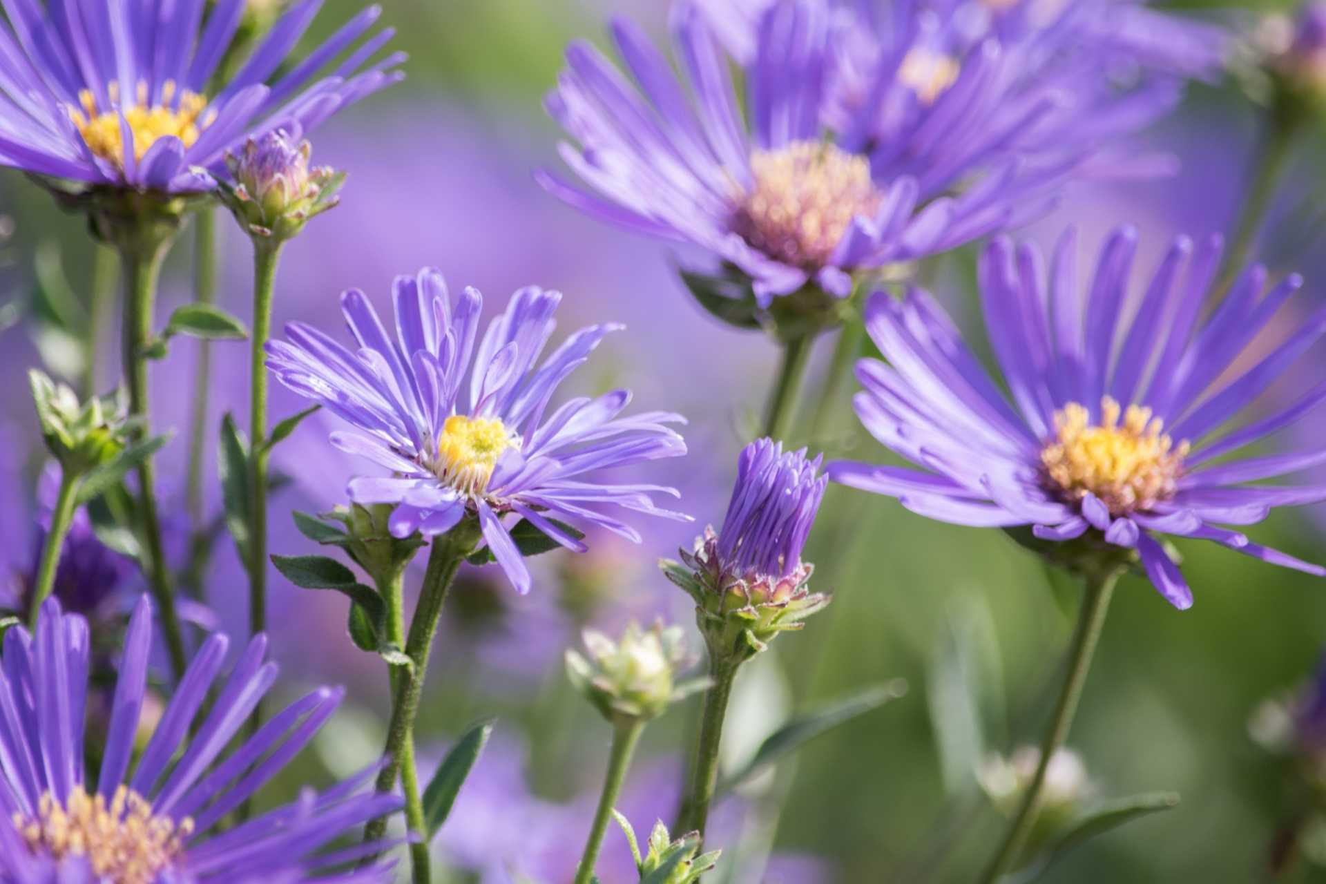 18 bienenfreundliche Stauden für Garten, Terrasse und Balkon