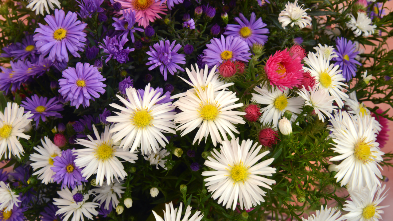 19 Herbstpflanzen & Winterpflanzen für den Blumenkasten