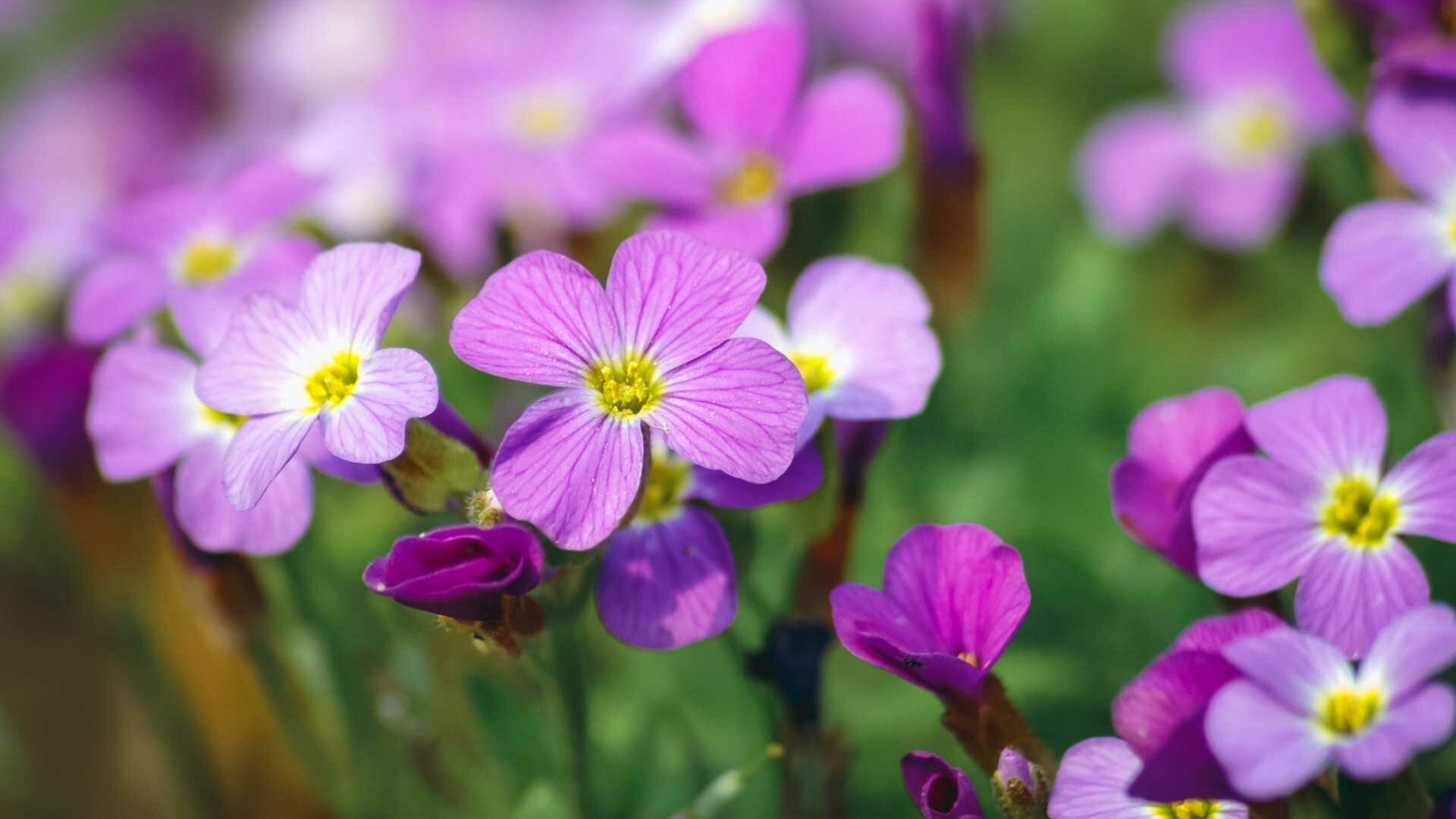 Blaukissen (Aubrieta-Hybriden)