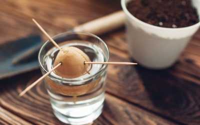 Avocado züchten: 10 Tipps für den Anbau