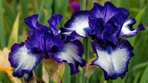 Blaue Deutsche Schwertlilie (Iris germanica)