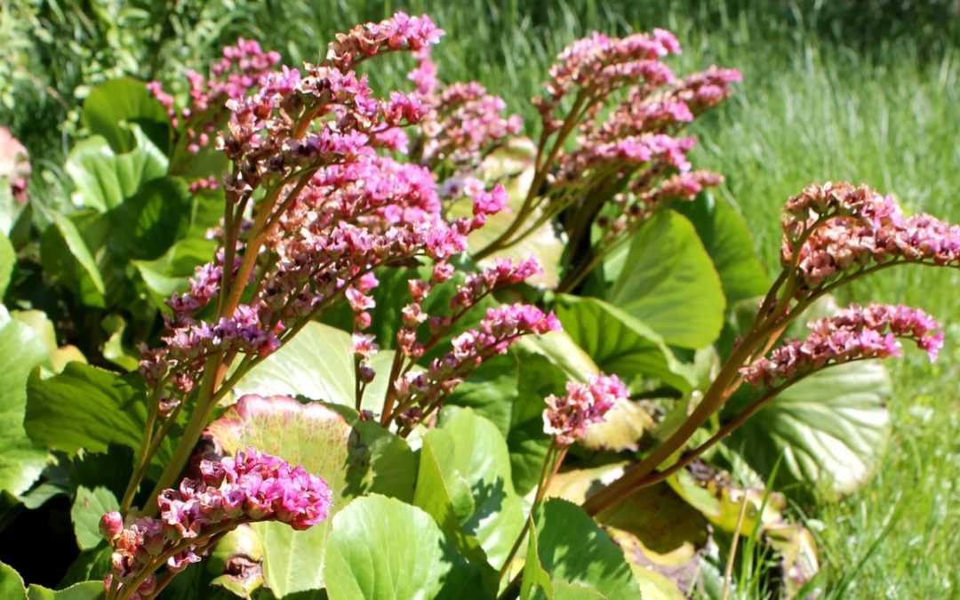 15 Stauden, die sich für sonnige Standorte im Garten eignen