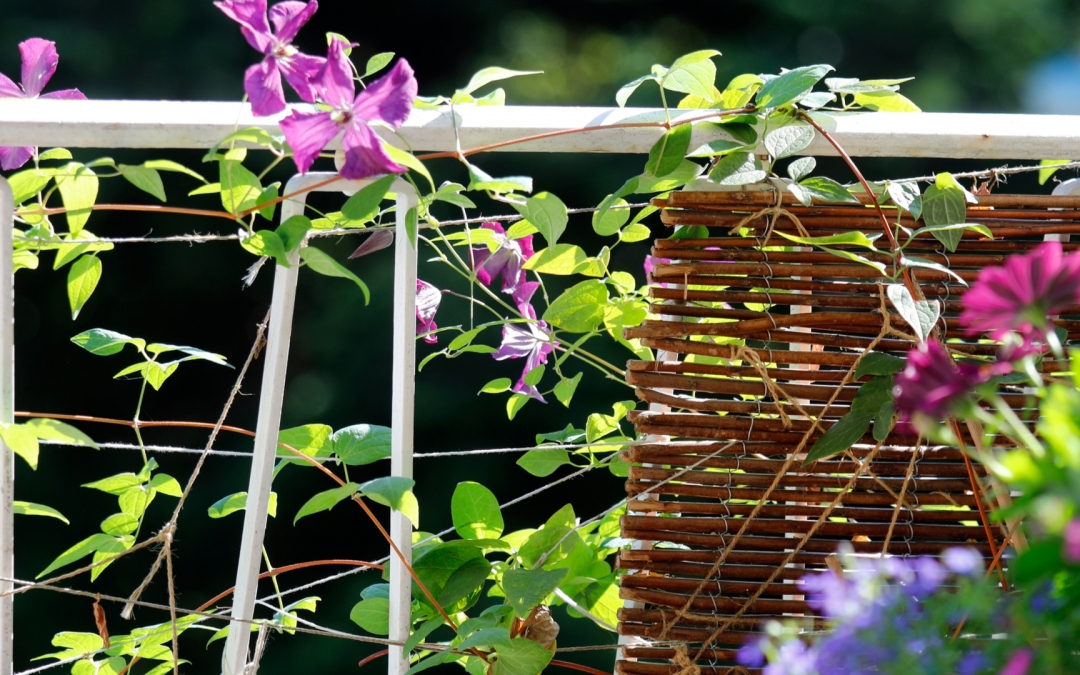 10 beliebte Kletterpflanzen für den Balkon