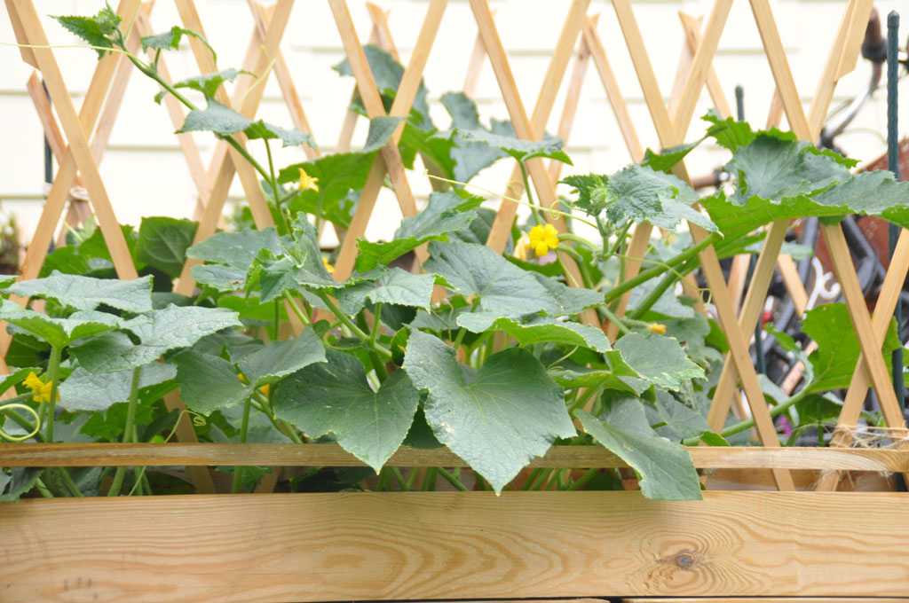 Hochbeet aus Holz mit Pflanzen und Rankvorrichtung.