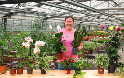 Luftreinigende Zimmerpflanzen – grüne Deko mit großem Effekt