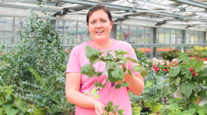 Frau in einem Gartenladen hält Erdbeerpflanze