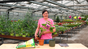 Frau im Gartenzentrum hält eine Monstera