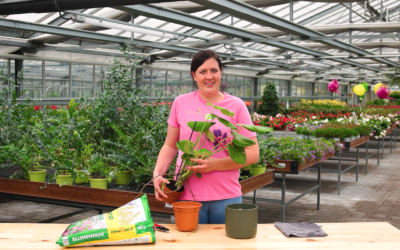 Zimmerpflanzen richtig umtopfen: Schritt-für-Schritt Anleitung