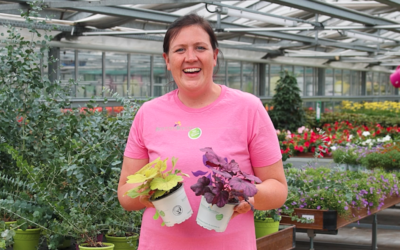 Balkonpflanzen winterhart – Pflegeleicht & robust