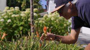 Man betrachtet orangene Blume beim Vorgarten gestalten