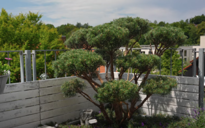 Gartenbonsai selbst gestalten – Formschnitt einer Silberkiefer