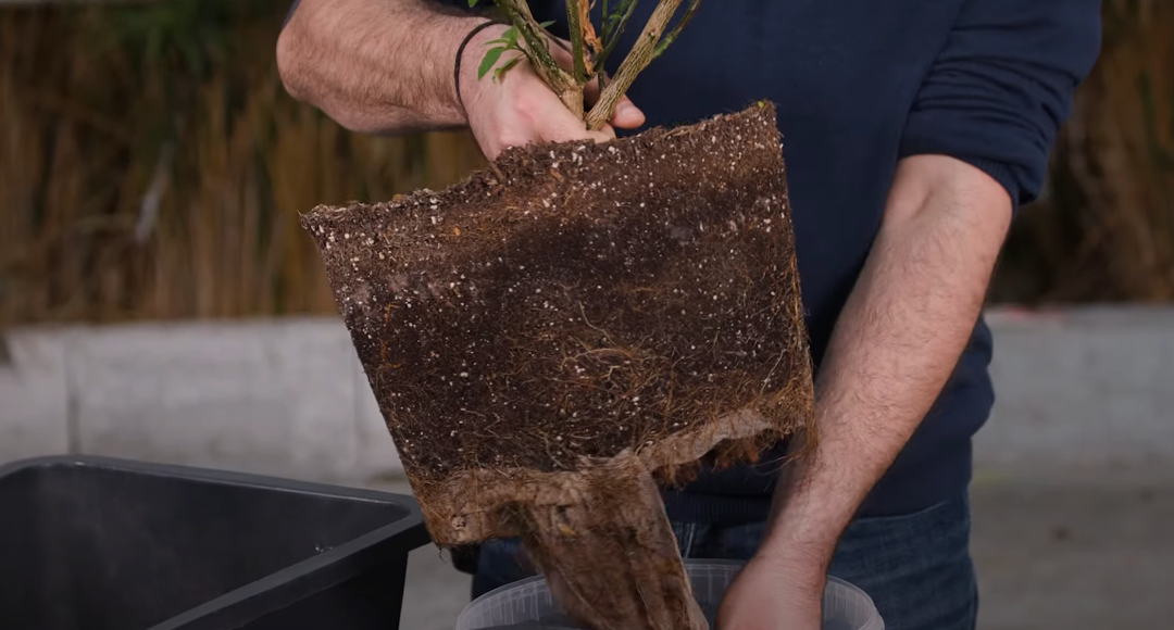 9 Fehler beim Umtopfen, die das Wachstum Ihrer Pflanzen behindern