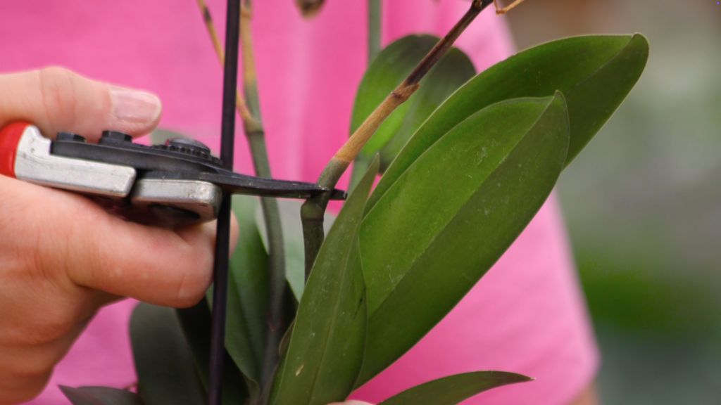 Orchidee Rückschnitt