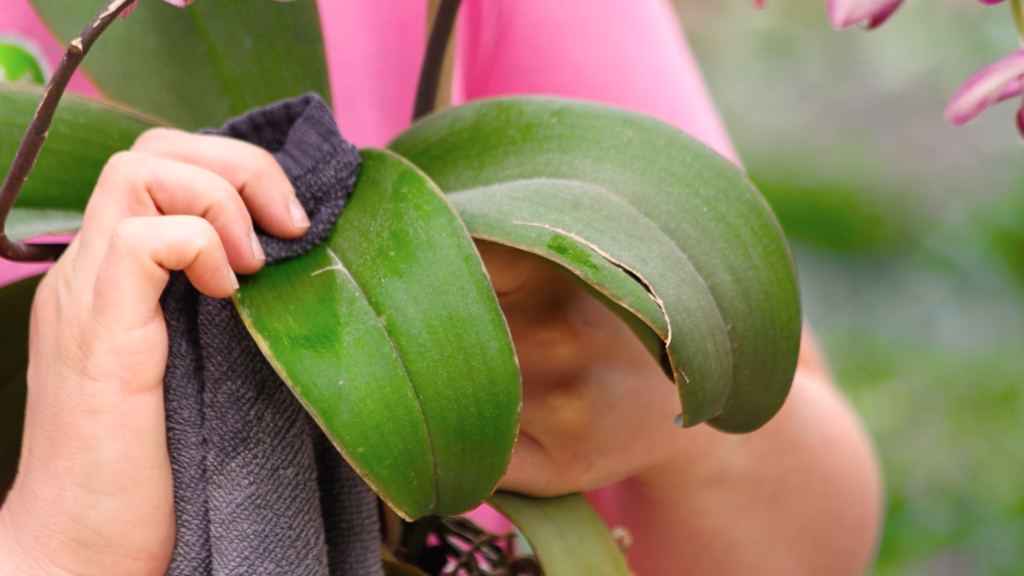 Orchidee Staub entfernen