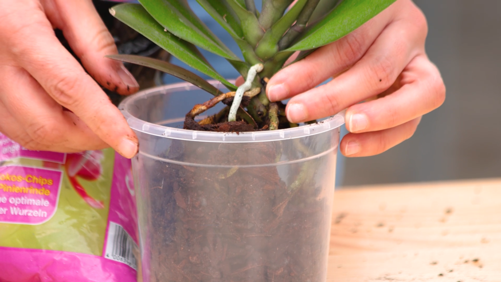 Orchidee umtopfen
