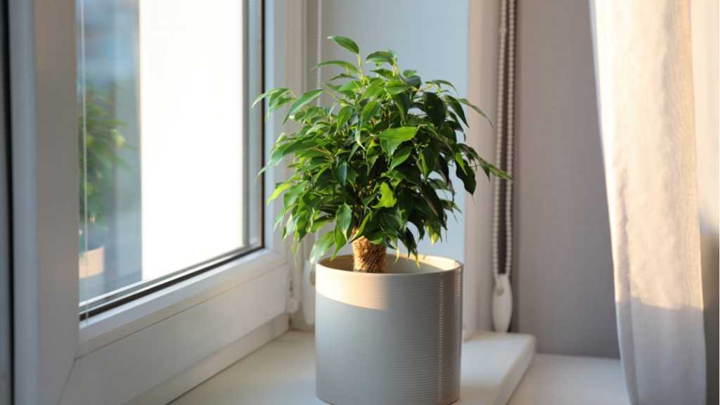 The birch fig is one of the most popular fast-growing indoor plants.