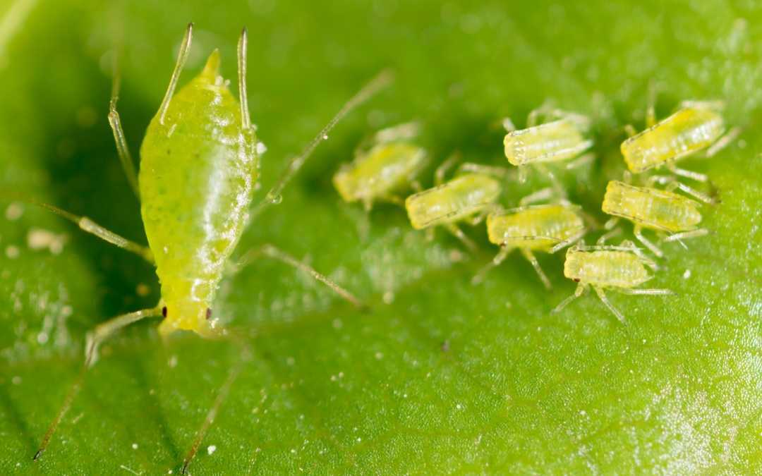 Blattläuse im Gewächshaus – Das können Sie tun