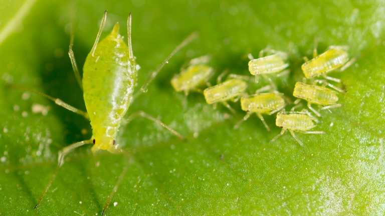 10 Wege Ameisen im Gewächshaus effektiv zu bekämpfen