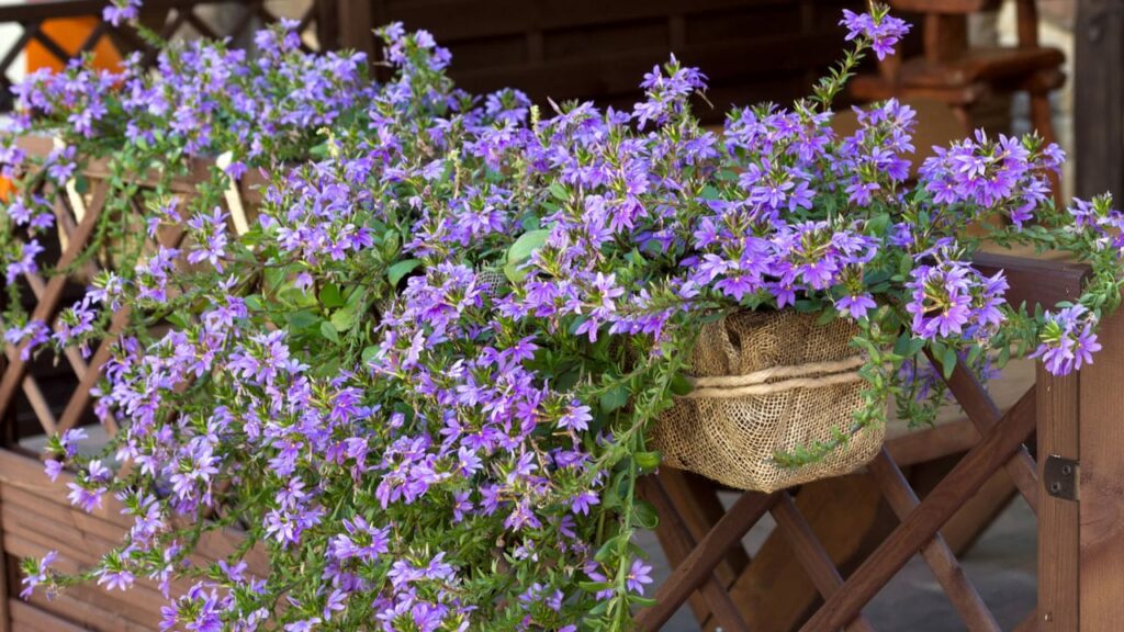 Blaue Fächerblume So Pflegen Sie die Balkonpflanze