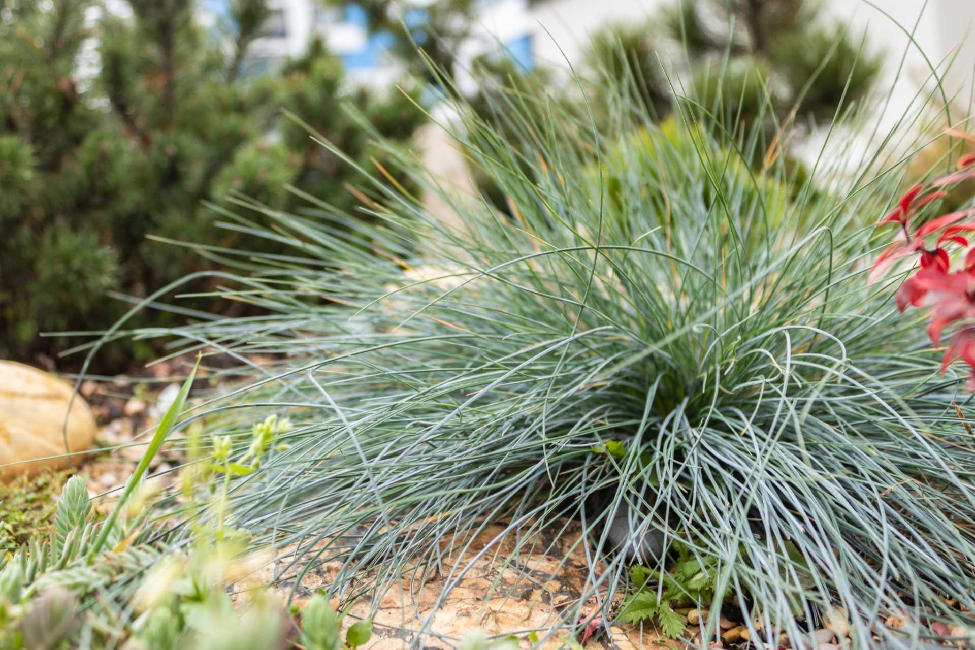 21 Ziergräser für den Garten