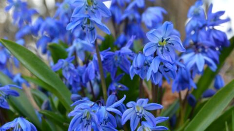 Blauer Zweiblättriger Blaustern (Scilla bifolia)