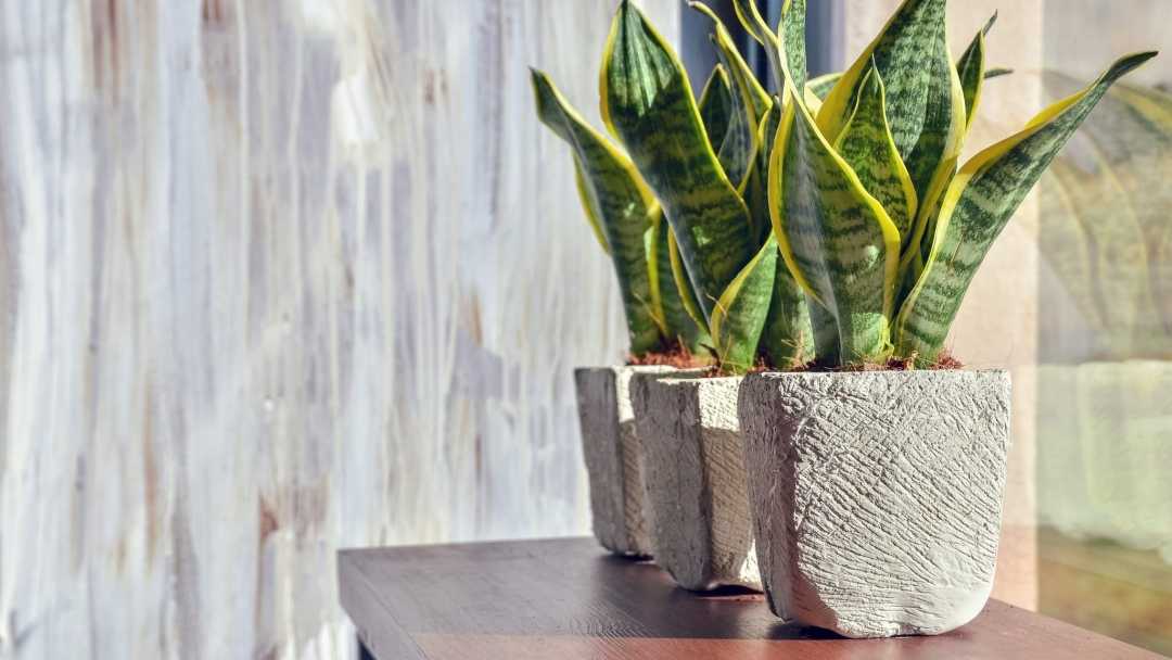 Bogenhanf Pflege Das müssen Sie beachten Haus & Garten Profi