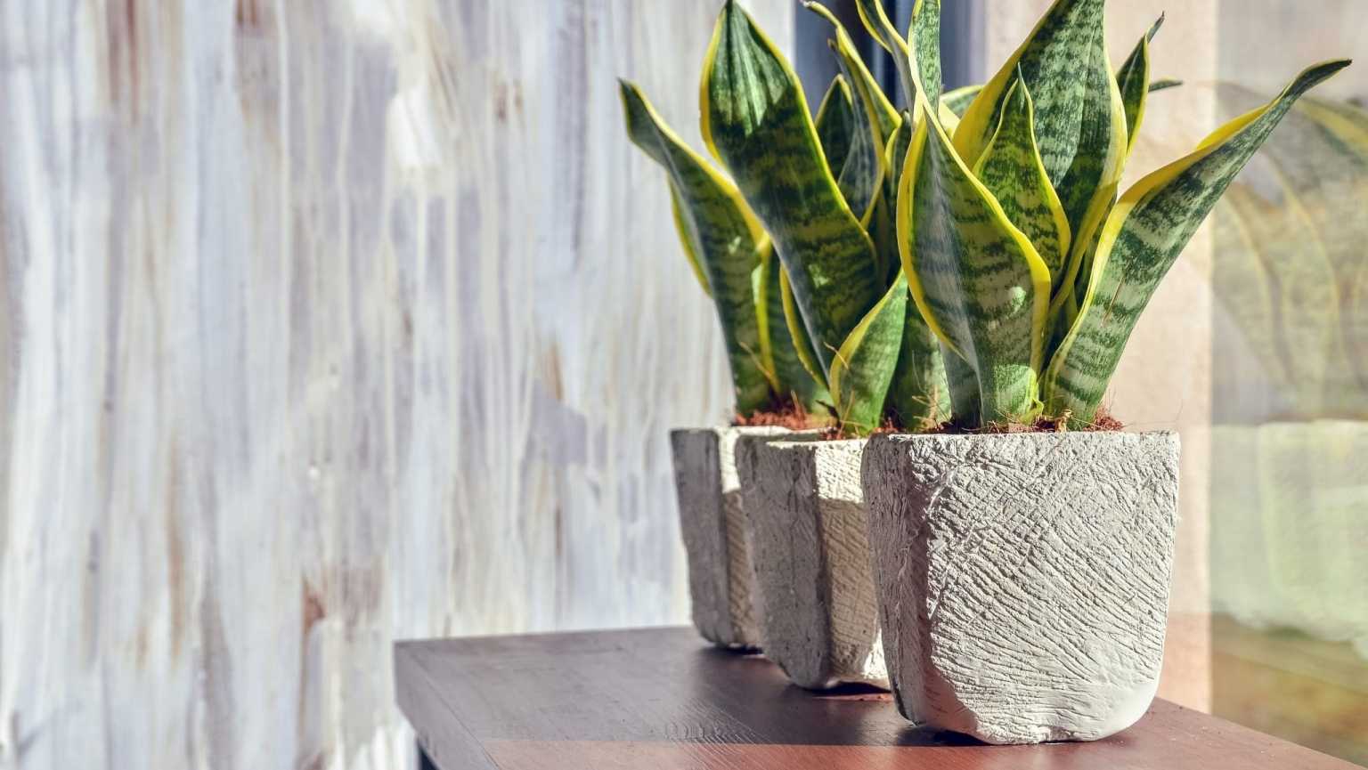 Bogenhanf Pflege Das müssen Sie beachten Haus & Garten Profi