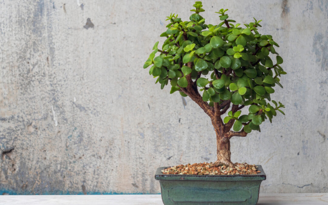 11 Bonsai Arten für mehr Exotik in Haus und Garten