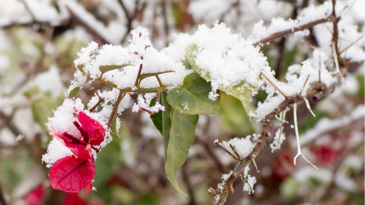 Bougainvillea überwintern – Tipps und Tricks