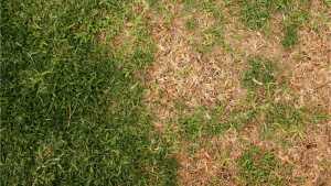 Braune Flecken im Rasen: Ursachen für diese Flecken