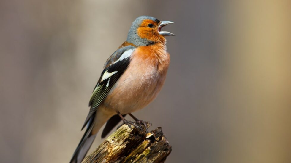 30 heimische Vögel im Garten bestimmen und erkennen 🐦