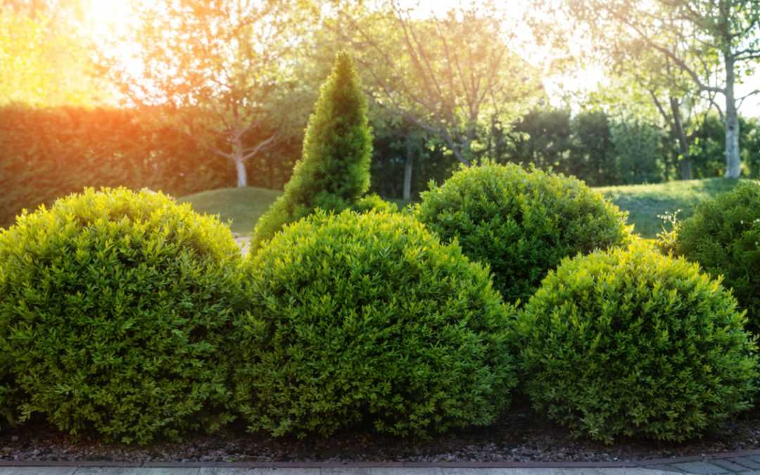 10 kleine Heckenpflanzen, die niedrig gehalten werden können