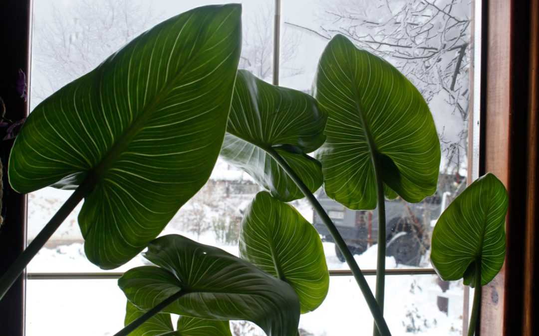 Calla überwintern: So übersteht Ihre Pflanze den Winter