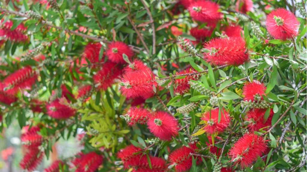 The bottlebrush houseplant is reminiscent of a red pipe cleaner.