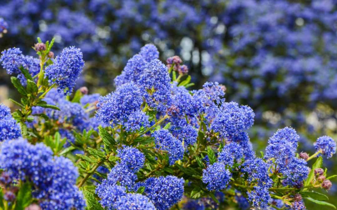 12 kleine Sträucher für Gärten mit wenig Platz