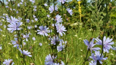Blaue Gemeine Wegwarte (Cichorium intybus)