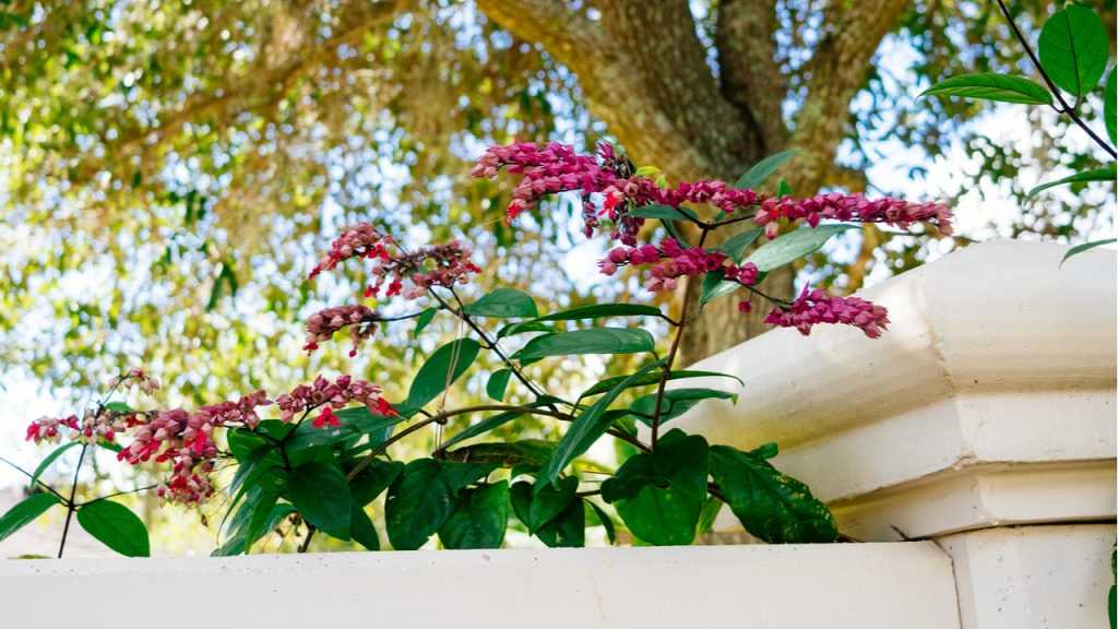 Clerodendrum tomsonia.