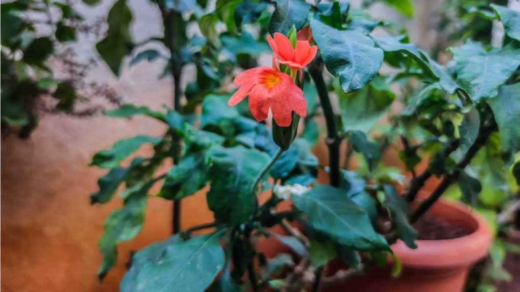 Crossandra im Topf.