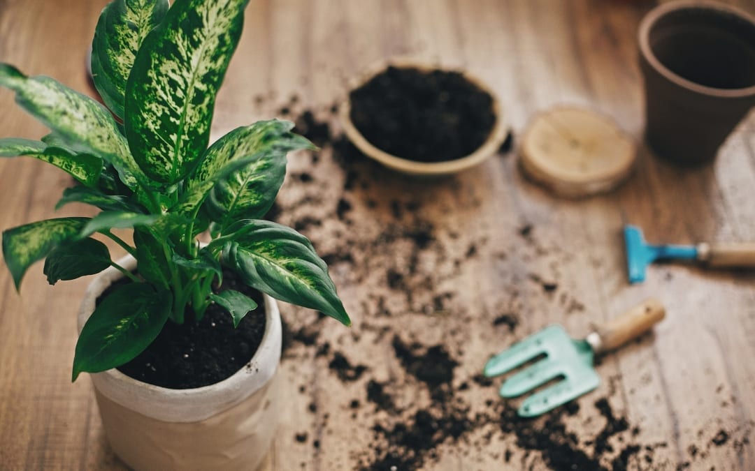 Dieffenbachia Pflege – Das müssen Sie beachten