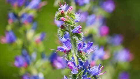 Blauer Gewöhnlicher Natternkopf (Echium vulgare)