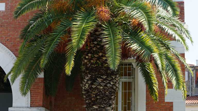 10 frostresistente und winterharte Palmen für Balkon und Garten