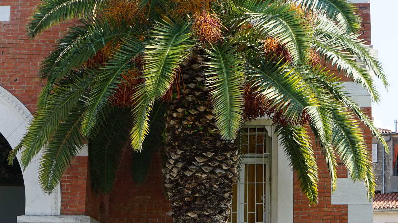 10 frostresistente und winterharte Palmen für Balkon und Garten