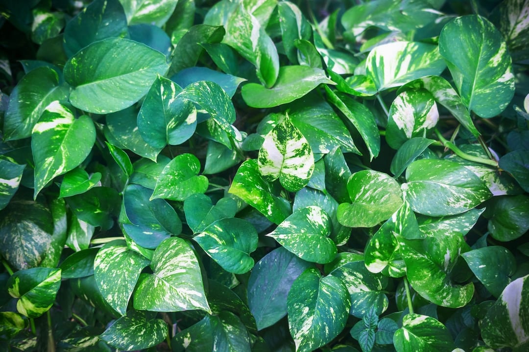 Efeutute Pflege So einfach geht