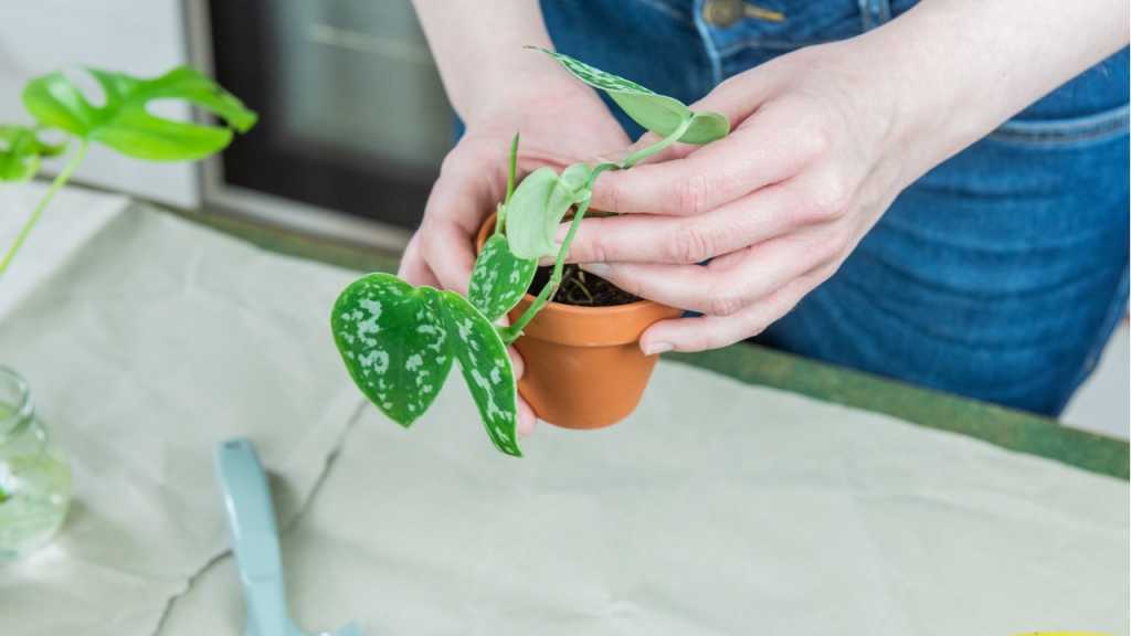 The ivy is a houseplant with heart-shaped leaves.