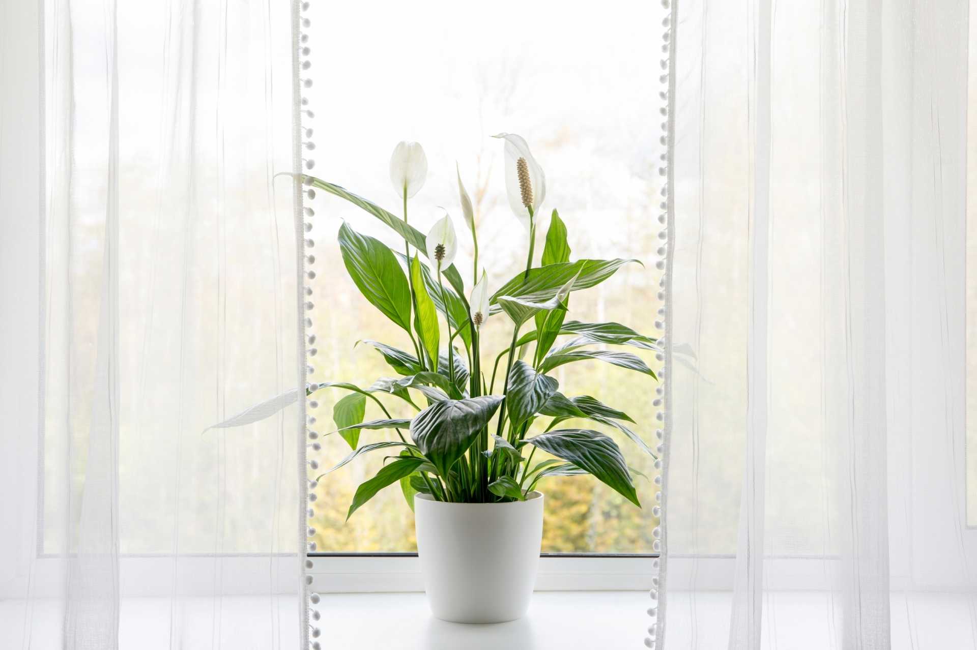 15 Pflanzen fürs Schlafzimmer